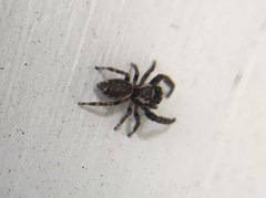 Macaroeris nidicolens