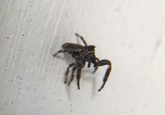 Macaroeris nidicolens