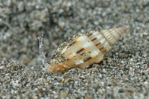 Vexillum exasperatum observed 2024-10-15