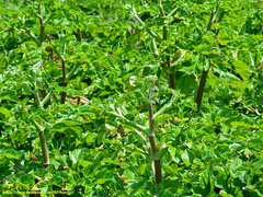 Angelica hirsutiflora