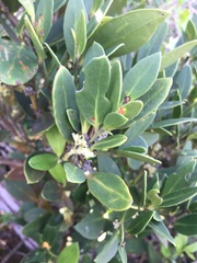 Robsonodendron maritimum