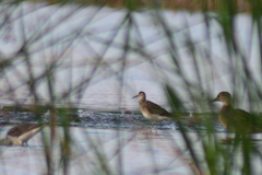 Calidris pugnax
