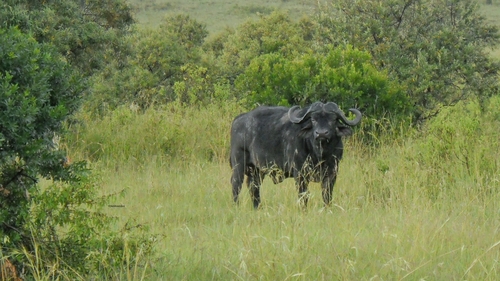 African buffalo