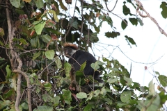 Piliocolobus gordonorum