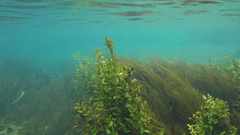 Veronica anagallis-aquatica