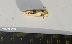 Phalera flavescens