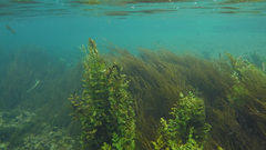 Veronica anagallis-aquatica