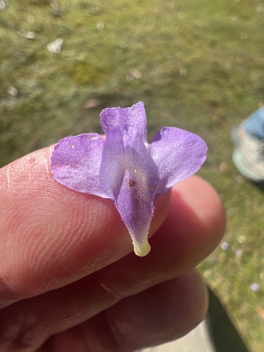 Mazus pumilio (Mazus pumilio)