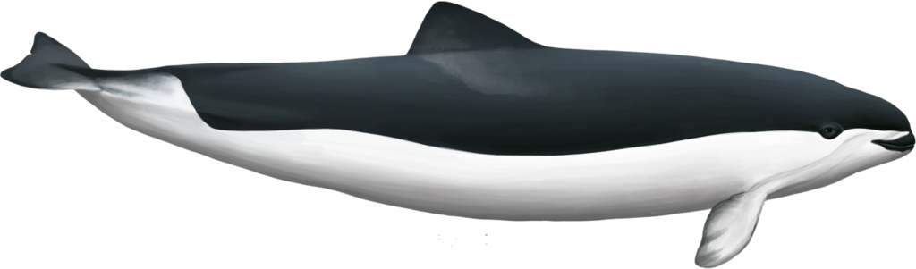 Spectacled Porpoise