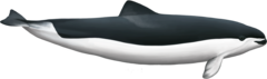 Spectacled Porpoise photo 3