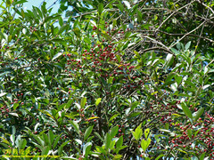 Ilex uraiensis