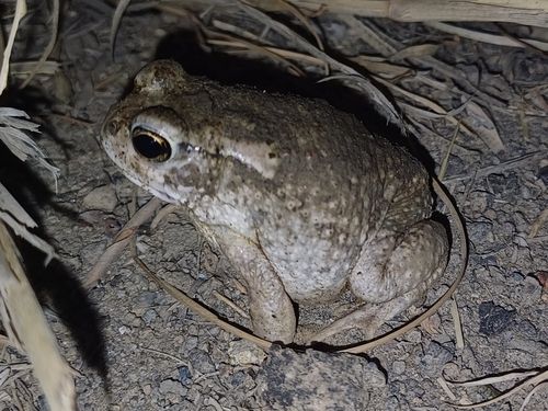 Firouzophrynus dhufarensis