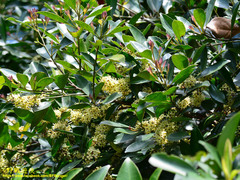 Ilex uraiensis