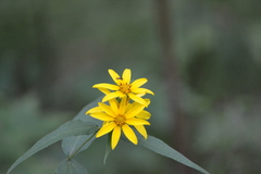 Helianthus divaricatus