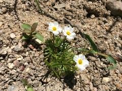 Ranunculus ololeucos