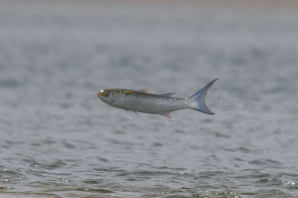 Bluetail mullet (Valamugil buchanani) — Mugilidae