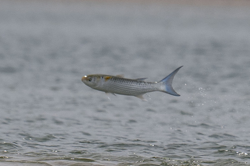 Bluetail mullet (Valamugil buchanani) — Mugilidae