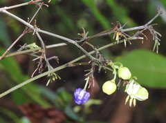 Dianella ensifolia