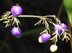 Dianella ensifolia