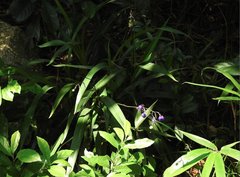 Dianella ensifolia