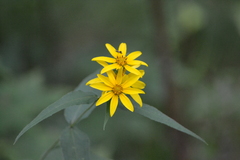 Helianthus divaricatus