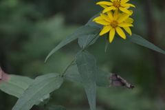 Helianthus divaricatus