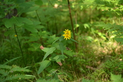 Helianthus divaricatus