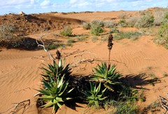 Aloe microstigma framesii