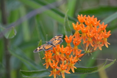 Asclepias tuberosa