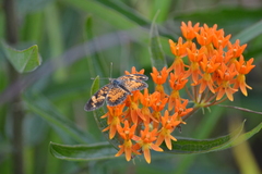 Asclepias tuberosa