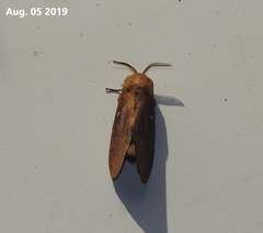 Dendrolimus superans