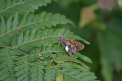 Epargyreus clarus
