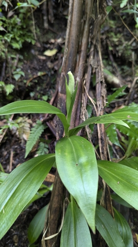 Image of Bottlebrush Orchid (Goodyera procera) by (c) Cheng-Te Hsu, some rights reserved (CC BY)