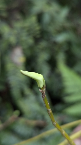 Dendrobium moniliforme (Dendrobium moniliforme)