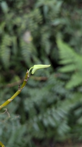 Image of Dendrobium moniliforme by (c) Cheng-Te Hsu, some rights reserved (CC BY)