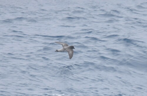 Grey-backed Storm Petrel (Garrodia nereis), photo 10