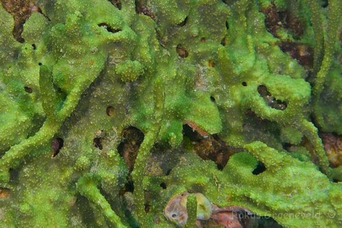 Ircinia ramosa observed 2024-10-15
