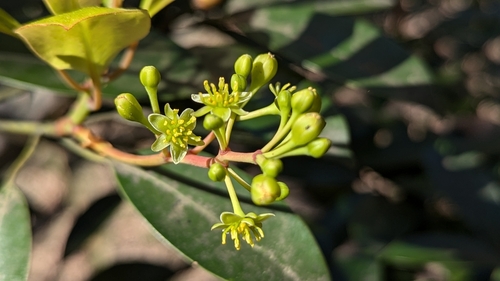 Image of Machilus thunbergii by (c) Cheng-Te Hsu, some rights reserved (CC BY)