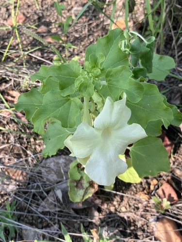 Sackflower (Holubia saccata)