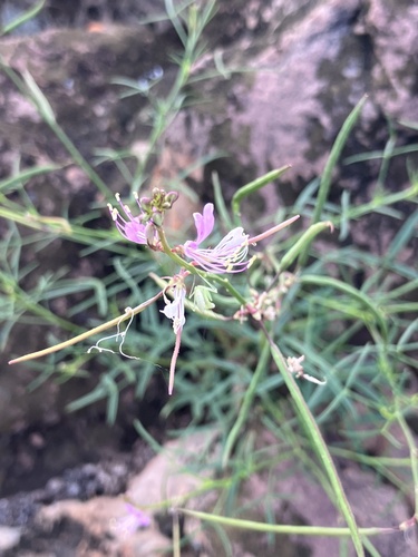Cleome macrophylla (Cleome macrophylla)