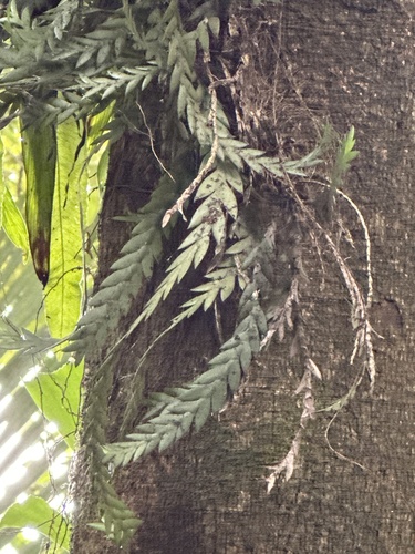 Dendrobium aloifolium, photograph 3