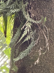 Dendrobium aloifolium, photograph (c) Rosario Douglas, some rights reserved (CC BY)