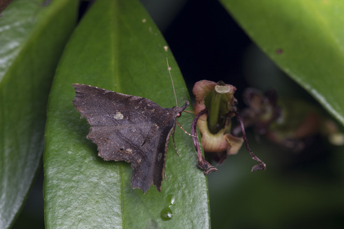 Eutrogia morosa