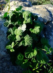 Pelargonium echinatum
