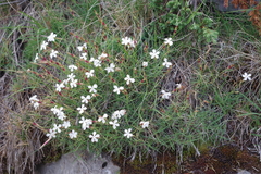 Dianthus petraeus