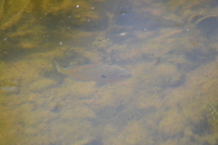 Lepomis peltastes