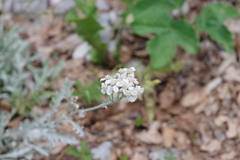Achillea clavennae
