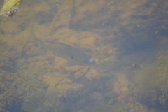 Lepomis peltastes
