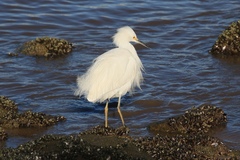 Egretta thula