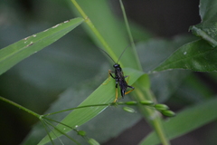 Exetastes suaveolens